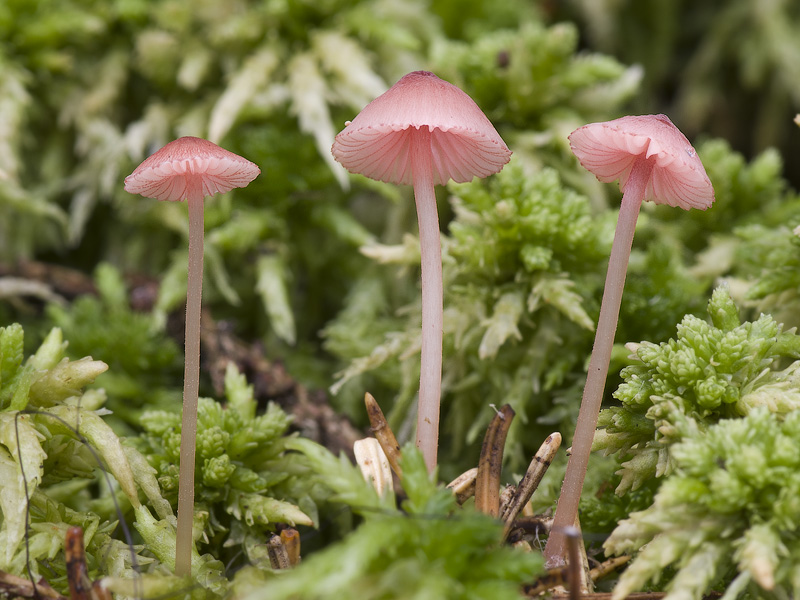 Mycena rosella